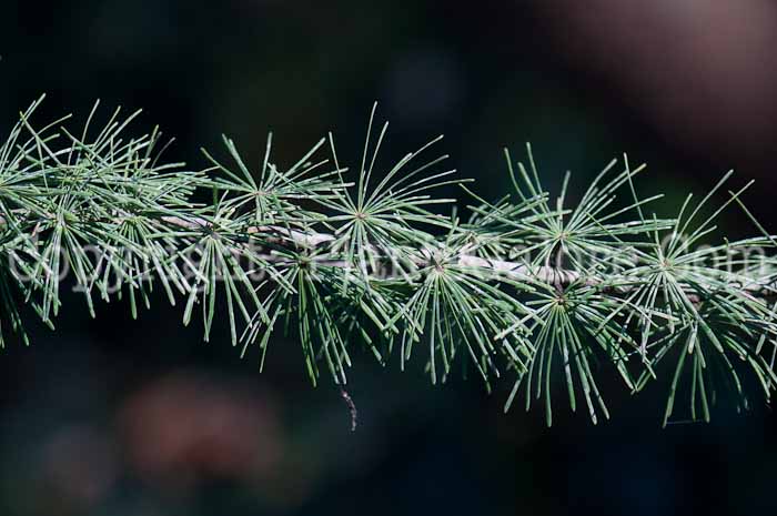 PGC-T-Larix-laricina-aka-Larch-1213-4