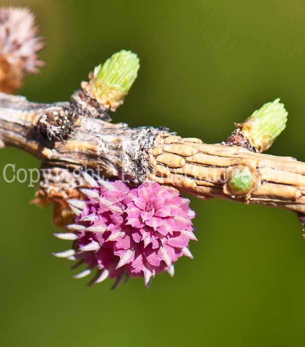 PGC-T-Larix-laricina-aka-Tamarack-0414-7