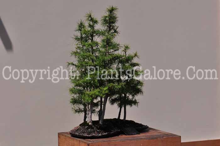 PGC-T-Larix-laricina-aka-Tamarack-813-1