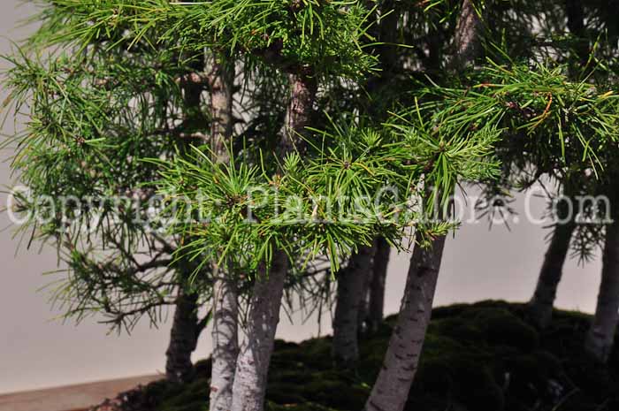 PGC-T-Larix-laricina-aka-Tamarack-813-2