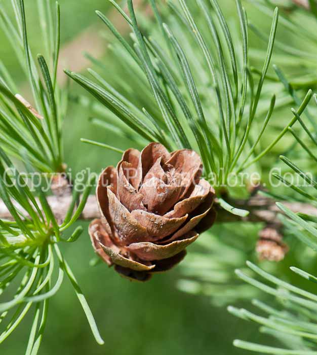 PGC-T-Larix-laricina-aka-Tamarck-0514l-5