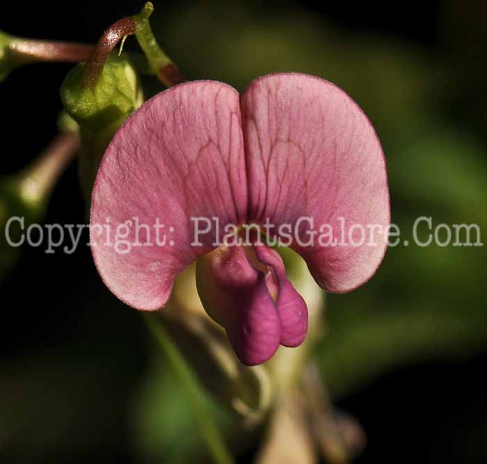 PGC-V-Lathyrus-sylvestris-dnk-2010-1