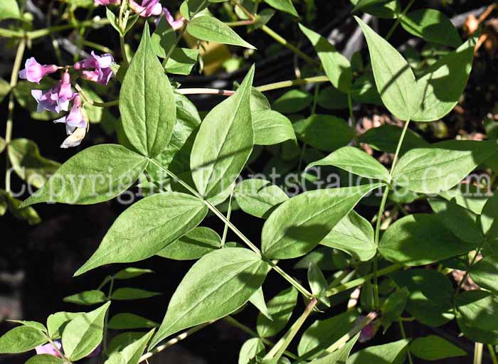 PGC-V-Lathyrus-vernus-2010-003