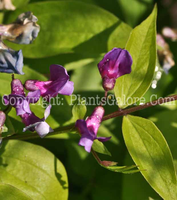 PGC-V-Lathyrus-vernus-2011-01