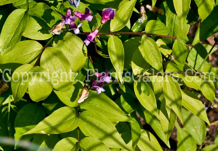 PGC-V-Lathyrus-vernus-2011-04