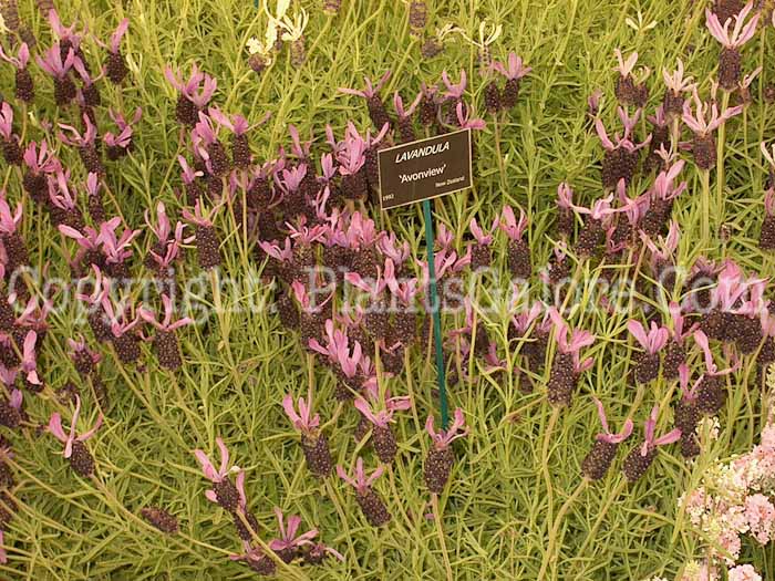 PGC-P-Lavandula-Avonview-004