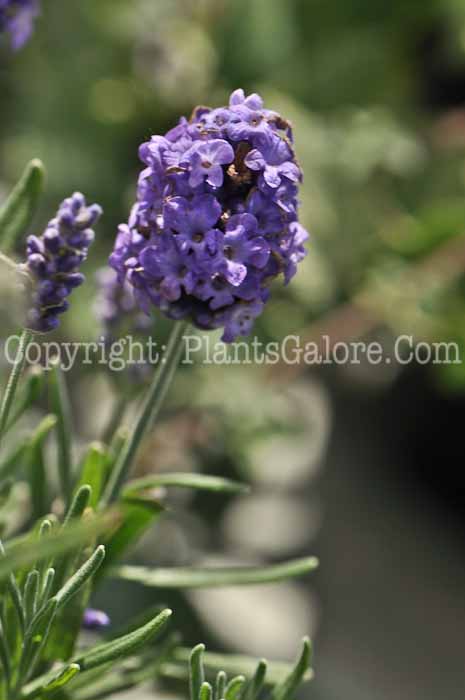 PGC-P-Lavandula-Ellagance-Sky-05-12-1