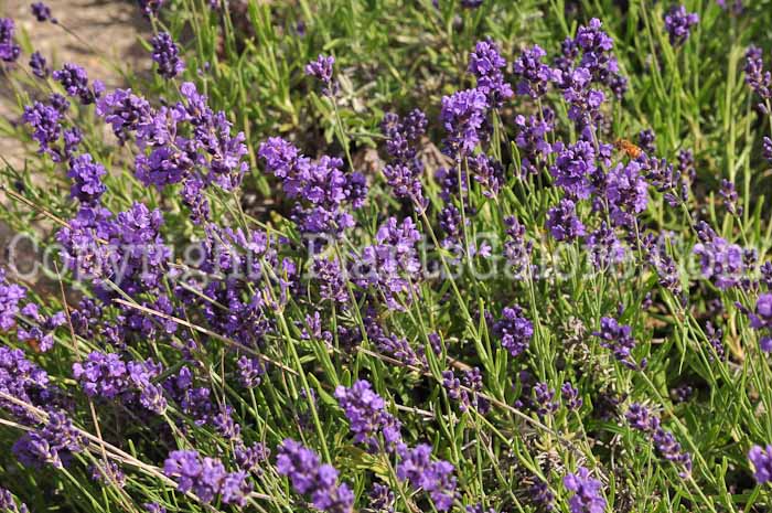 PGC-P-Lavandula-Hidcote-613-2