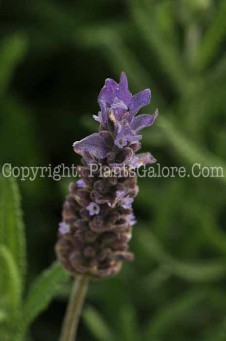 PGC-P-Lavandula-Serenity-2010-01