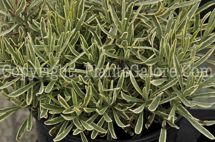 PGC-P-Lavandula-Silver-Edge-2010-01