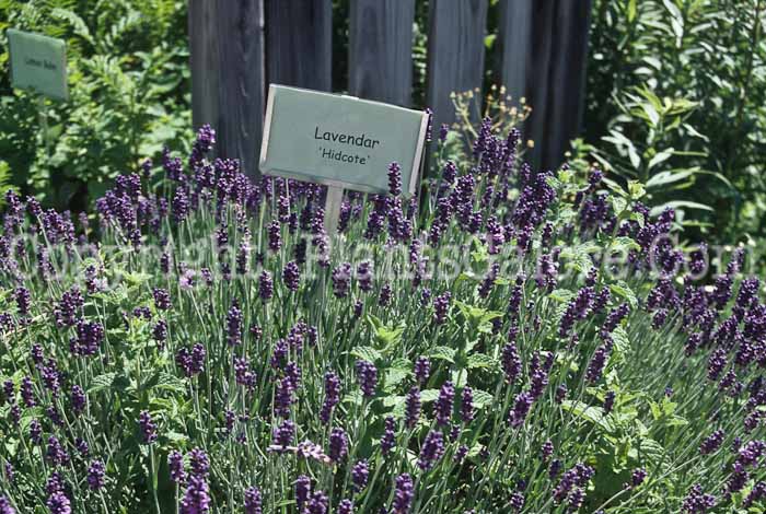 PGC-P-Lavandula-angustifolia-Hidcote-Blue-2010-01