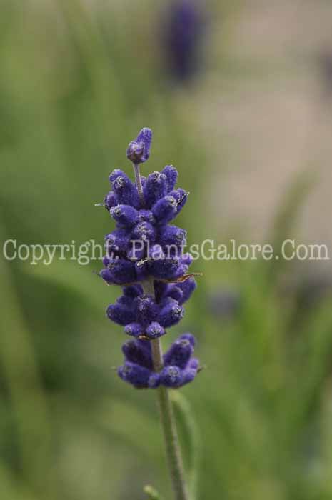 PGC-P-Lavandula-angustifolia-Hidcote-Blue-2010-02