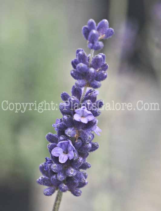 PGC-P-Lavandula-angustifolia-Hidcote-Blue-2010-03
