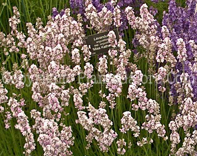 PGC-P-Lavandula-angustifolia-Miss-Katherine-ff-2010