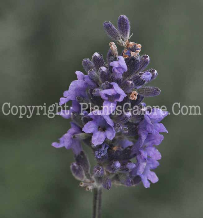 PGC-P-Lavandula-angustifolia-Munstead-2010-02