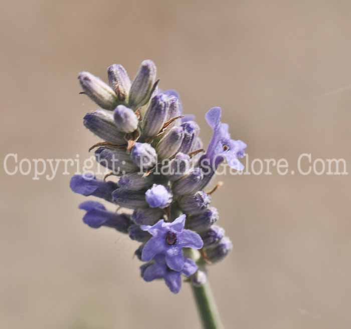 PGC-P-Lavandula-angustifolia-Silver-Edge-2011-01