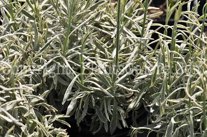 PGC-P-Lavandula-angustifolia-Silver-Edge-2011-03