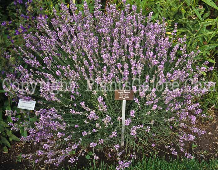 PGC-P-Lavandula-angustifolia-aka-English-Lavender-1