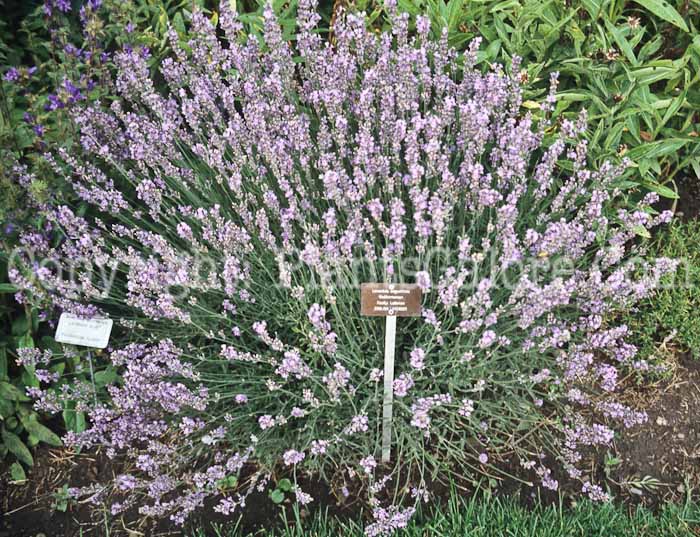 PGC-P-Lavandula-angustifolia-aka-English-Lavender-2