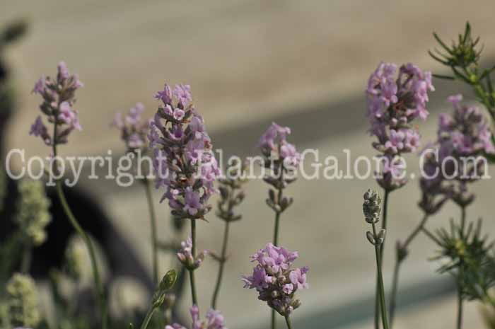 PGC-P-Lavandula-angustifolia-aka-English-Lavender-3