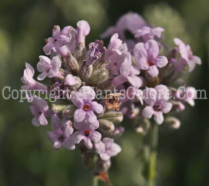 PGC-P-Lavandula-angustifolia-aka-English-Lavender-4