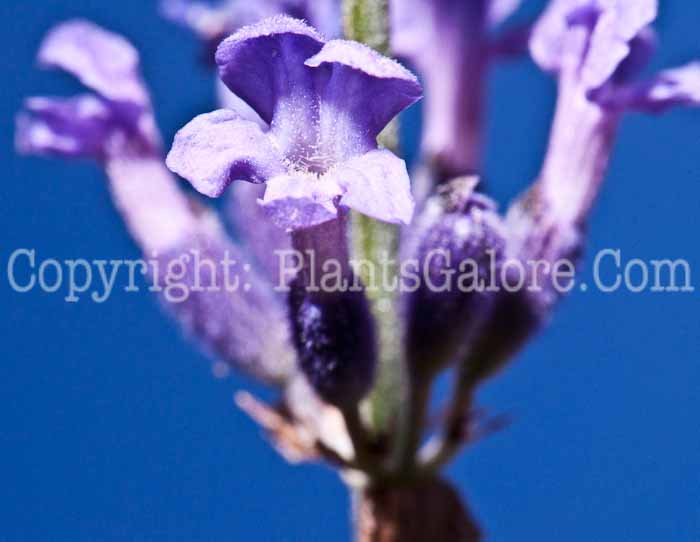PGC-P-Lavandula-angustifolia-aka-Lavender-913d-2