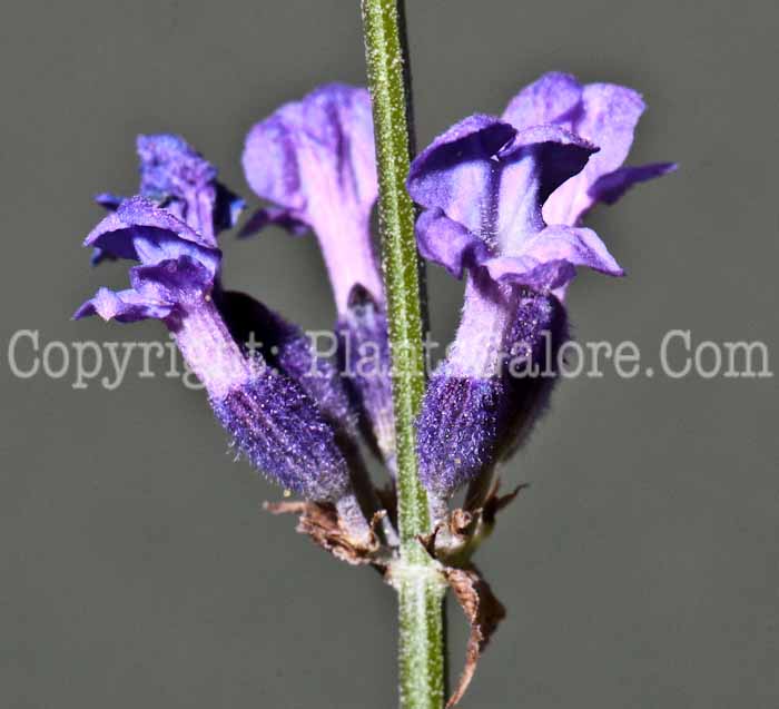 PGC-P-Lavandula-angustifolia-aka-Lavender-913d-4