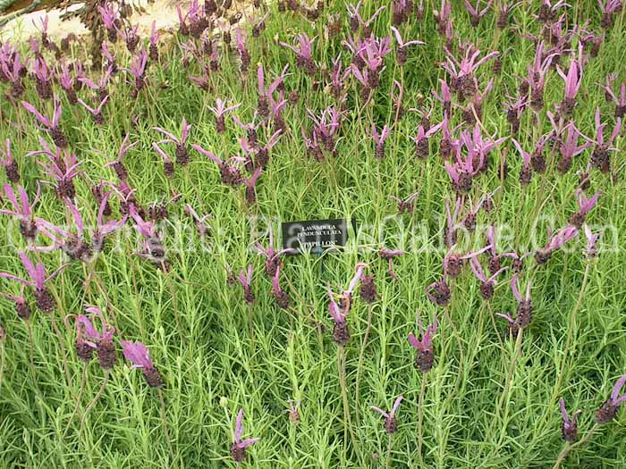 PGC-P-Lavandula-pendunculata-Papillon-002