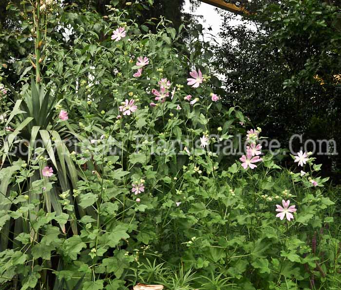 PGC-P-Lavatera-cachemiriana-NYBG-6-2011-001
