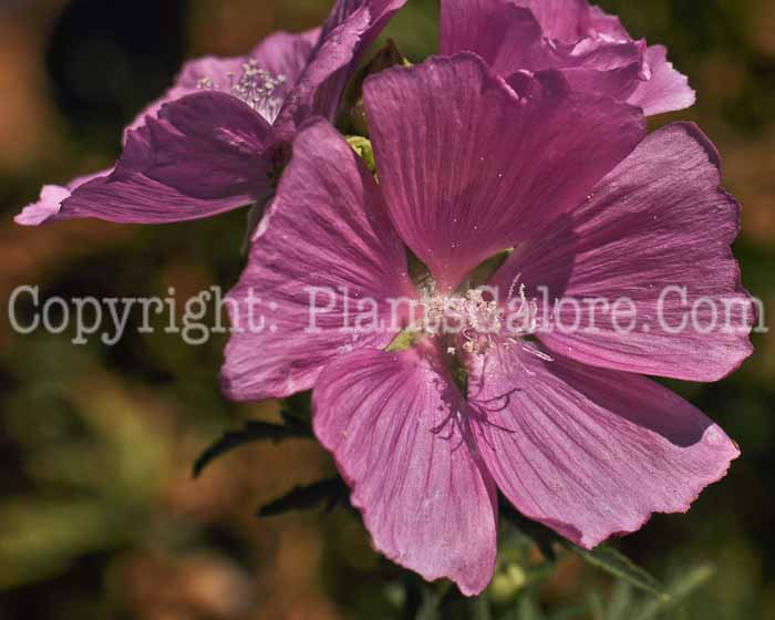 PGC-P-Lavatera-thuringiaca-912 (1 of 2)