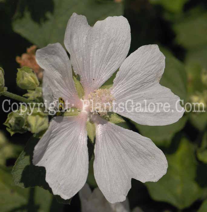 PGC-P-Lavatera-thuringiaca-First-Light-2010-o001