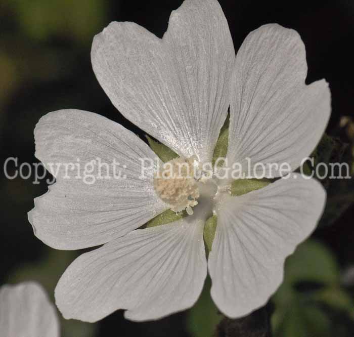 PGC-P-Lavatera-thuringiaca-First-Light-2010-o004