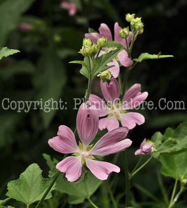PGC-P-Lavatera-cachemiriana-NYBG-6-2011-002
