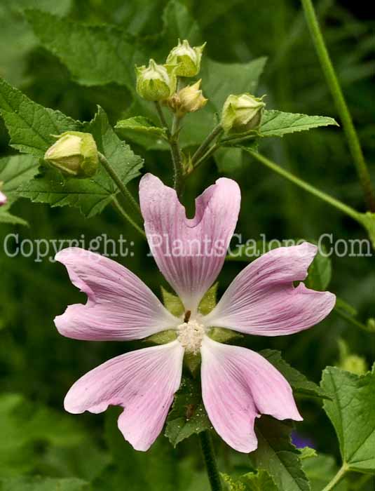 PGC-P-Lavatera-cachemiriana-NYBG-6-2011-003