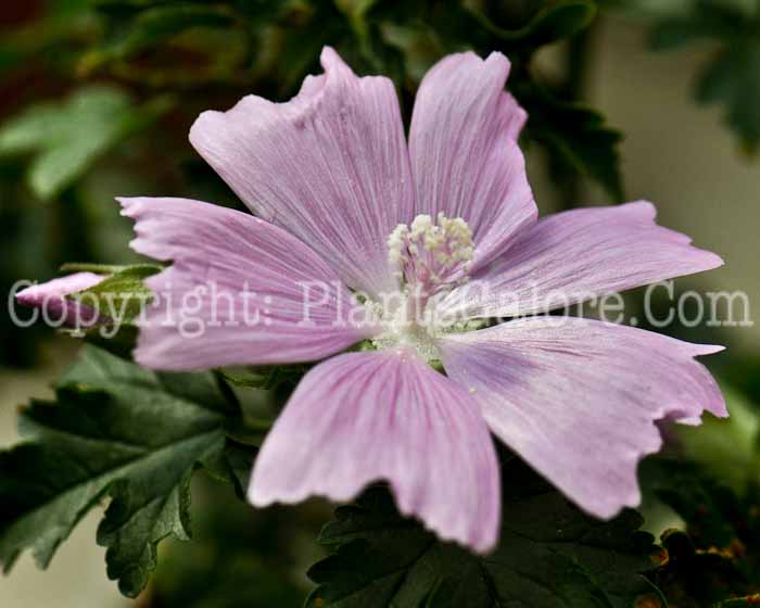 PGC-P-Lavatera-thuringiaca-2012 (3 of 5)