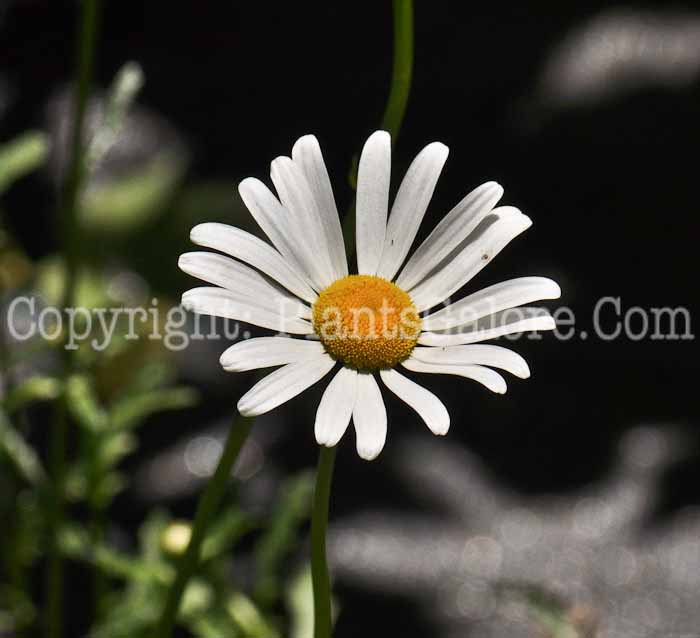 PGC-P-Leucanthemum-filigran-05-12-1