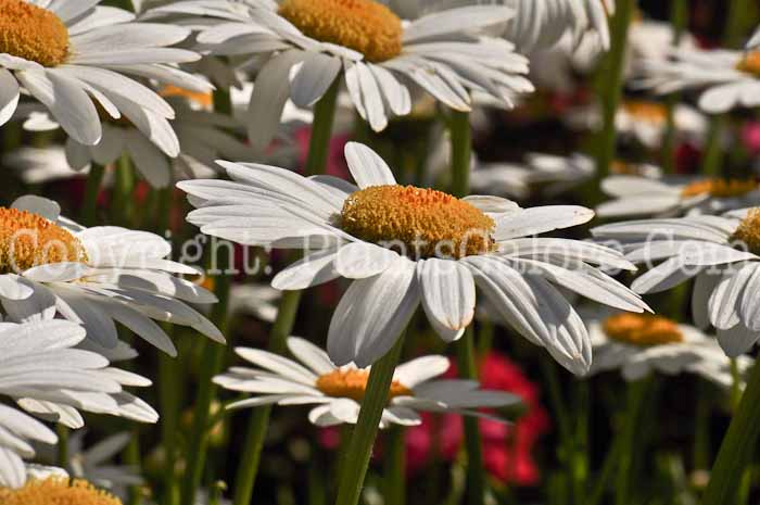 PGC-P-Leucanthemum-filigran-2010-03