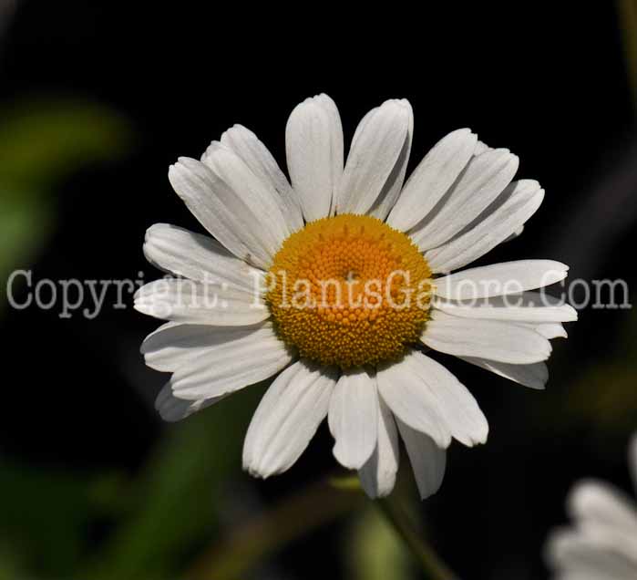 PGC-P-Leucanthemum-filigran-2010-05