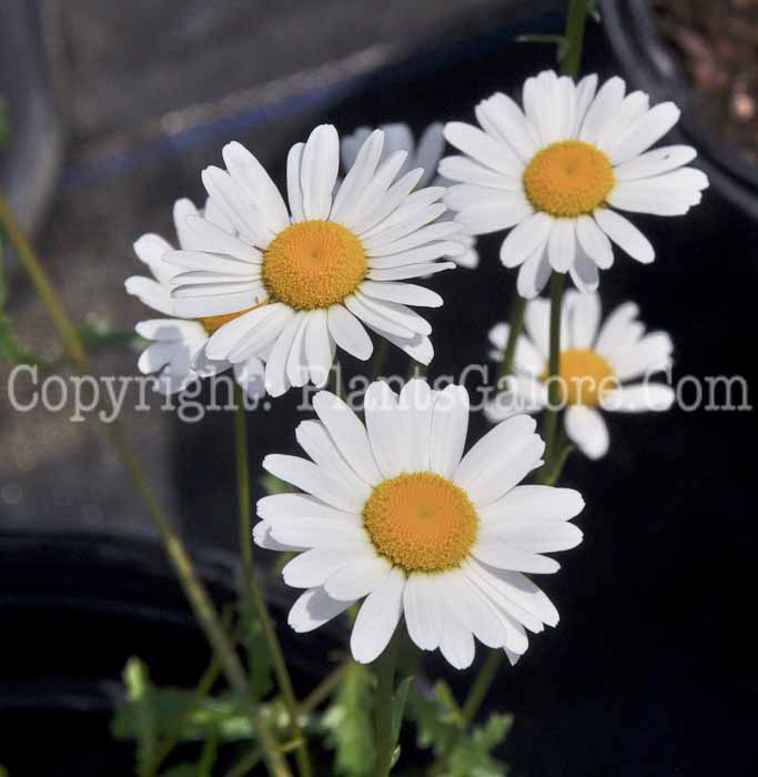 PGC-P-Leucanthemum-filigran-WG-05-12-1