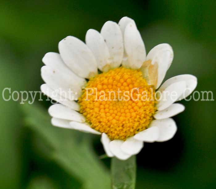 PGC-P-Leucanthemum-paludosum-White-Buttons-2011-02