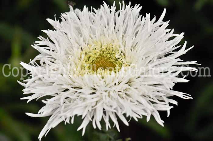 PGC-P-Leucanthemum-x-superbum-Aglaia-2010-04