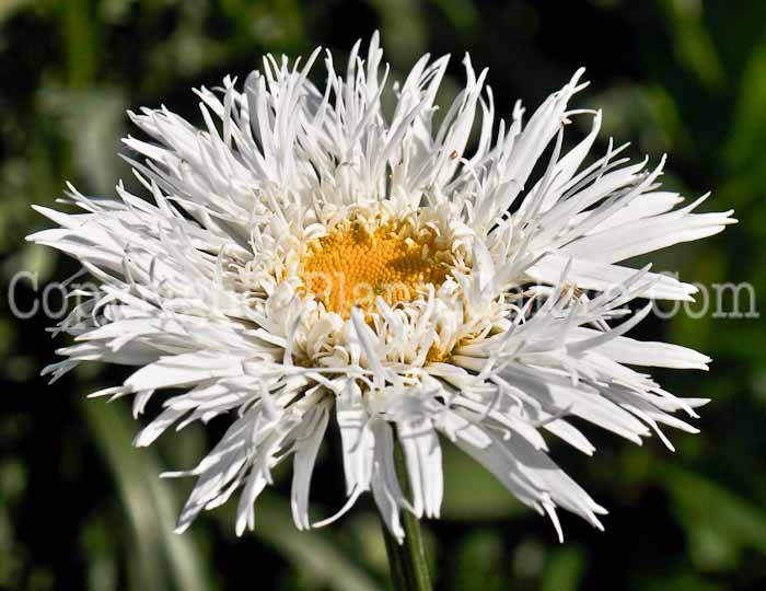 PGC-P-Leucanthemum-x-superbum-Aglaya-1