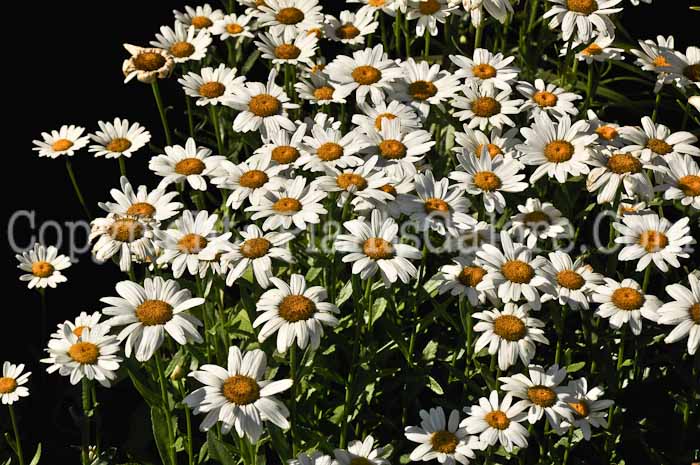 PGC-P-Leucanthemum-x-superbum-Brightside-1