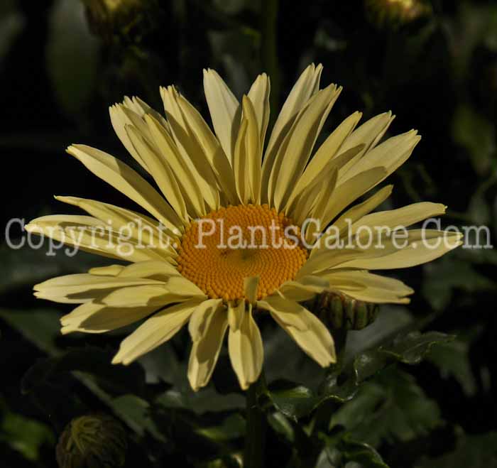PGC-P-Leucanthemum-x-superbum-Broadway-Lights-02