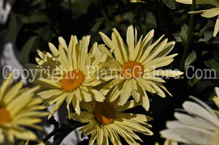 PGC-P-Leucanthemum-x-superbum-Broadway-Lights-3