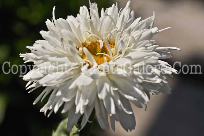 PGC-P-Leucanthemum-x-superbum-Crazy-Daisy-1