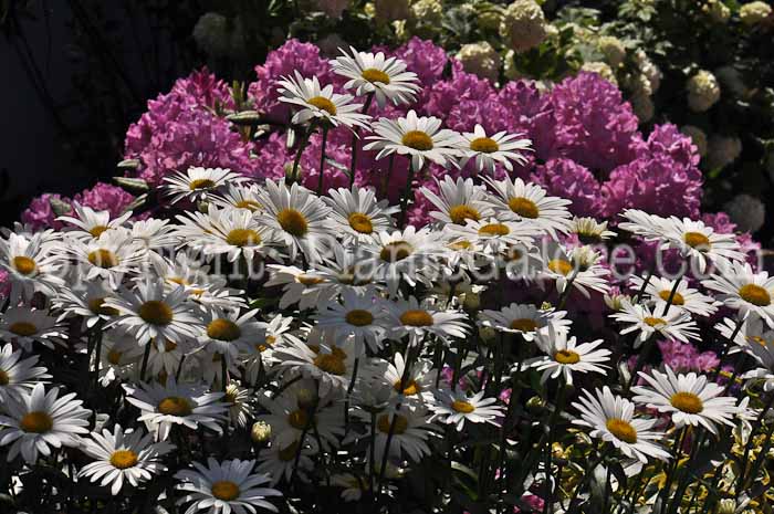 PGC-P-Leucanthemum-x-superbum-aka-Shasta-Daisy5