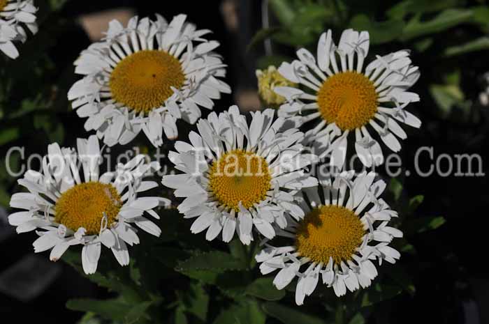 PGC-P-Leucanthemum-x-superbum-Lacrosse-2011-001
