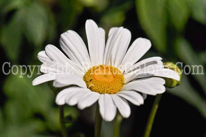 PGC-P-Leucanthemum-x-superbum-Montauk-Daisy-1