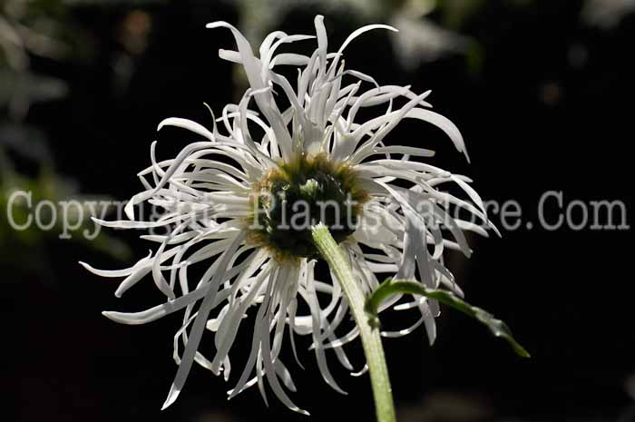 PGC-P-Leucanthemum-x-superbum-Old-Court-4